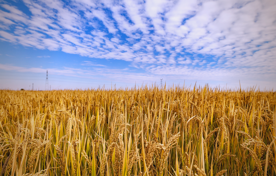作物识别前照片